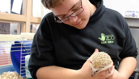 Zoo Crew member holding and taking care of a hedgehog.
