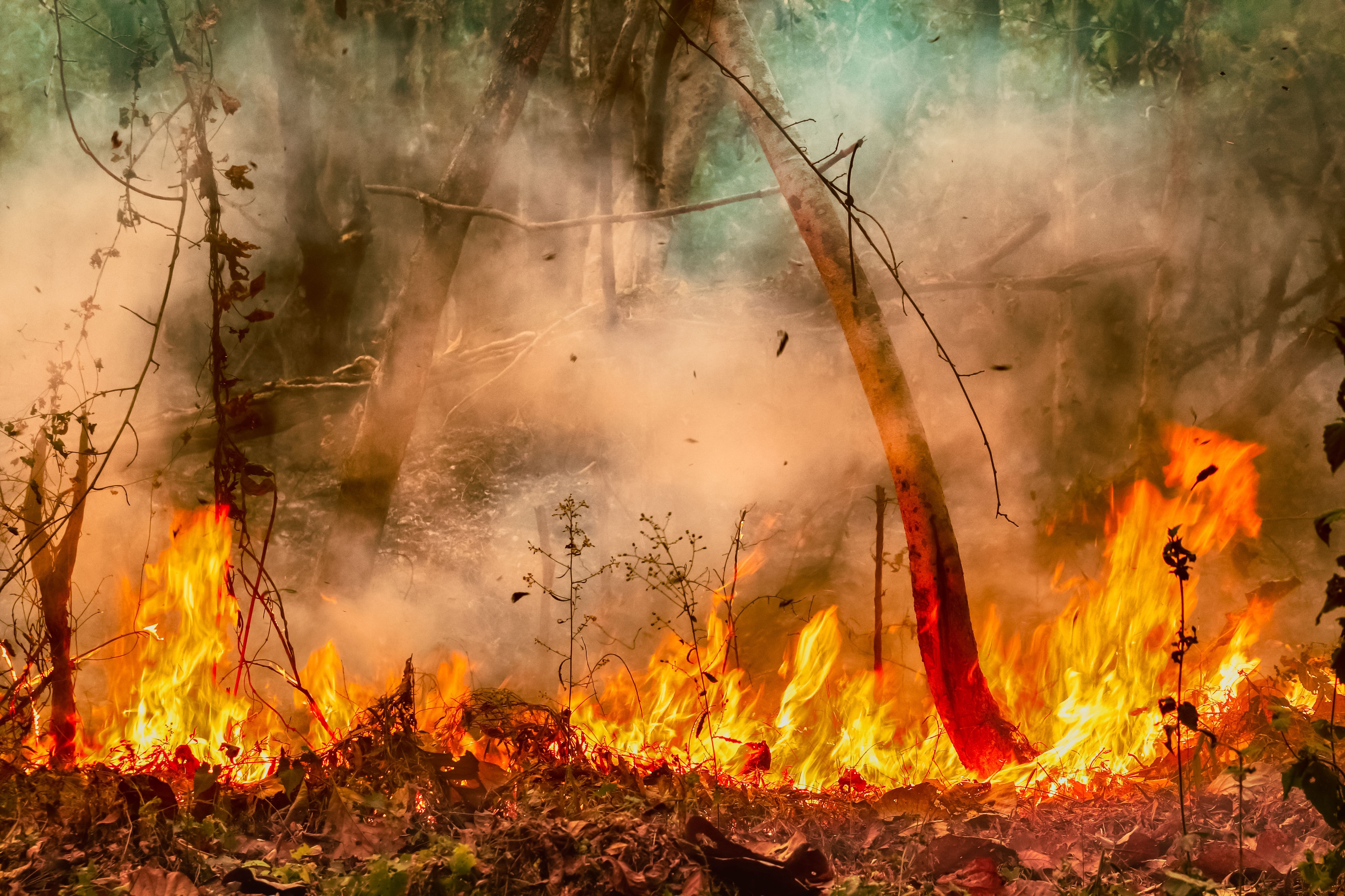 Surprising fire impacts to ecosystems closely studied
