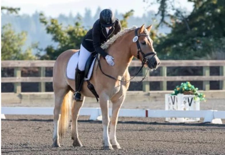 USDF member