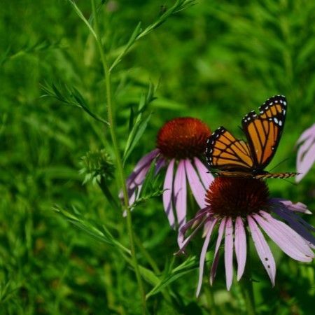 Plant Native Plants