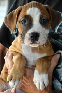 Tiara - ADOPTED