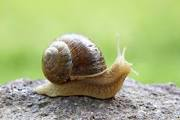 Revenge of the Snail (mail)