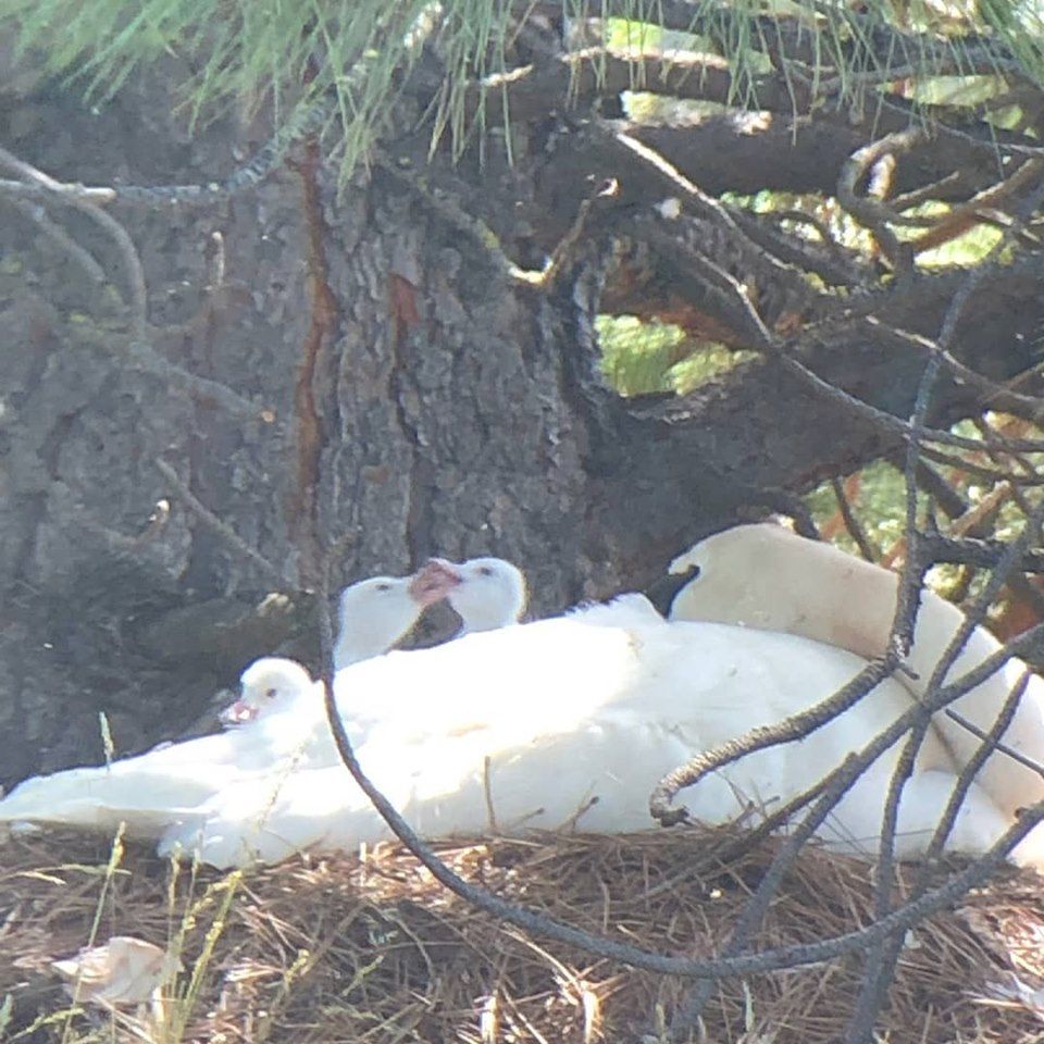 TTSS Oregon pair hatches cygnets of 4th of July