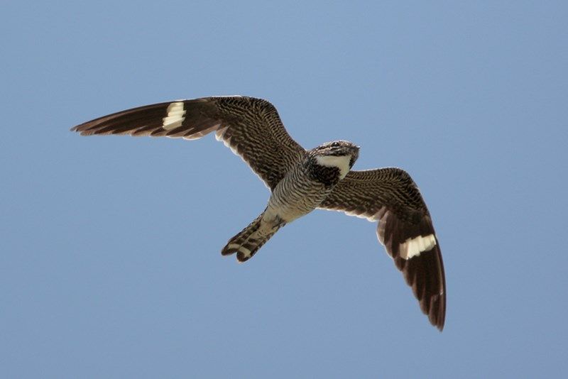 Common Nighthawk