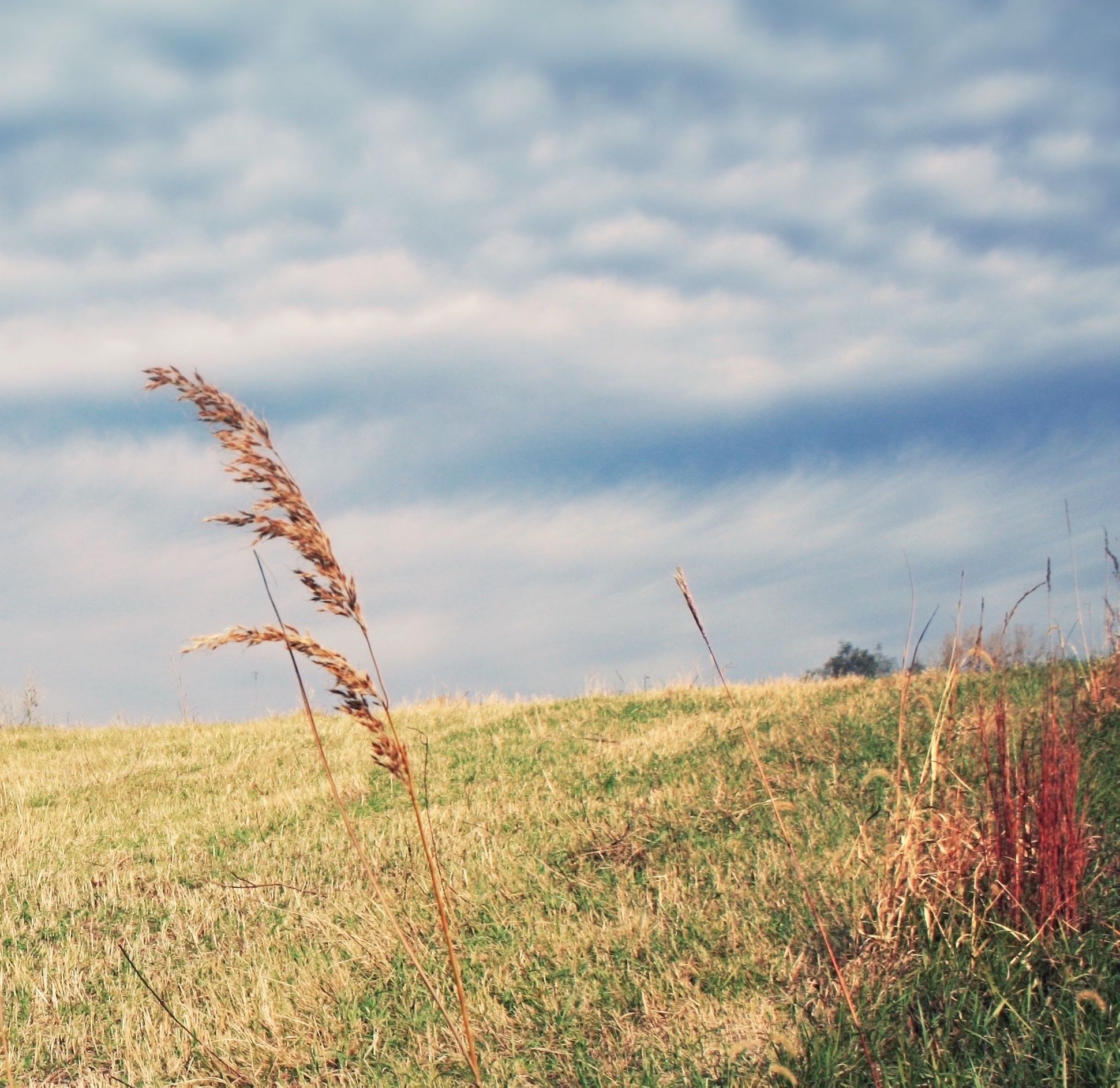 Prairies in Progress: Protect Habitat to Protect Birds