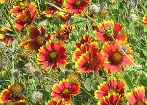 Indian Blanket