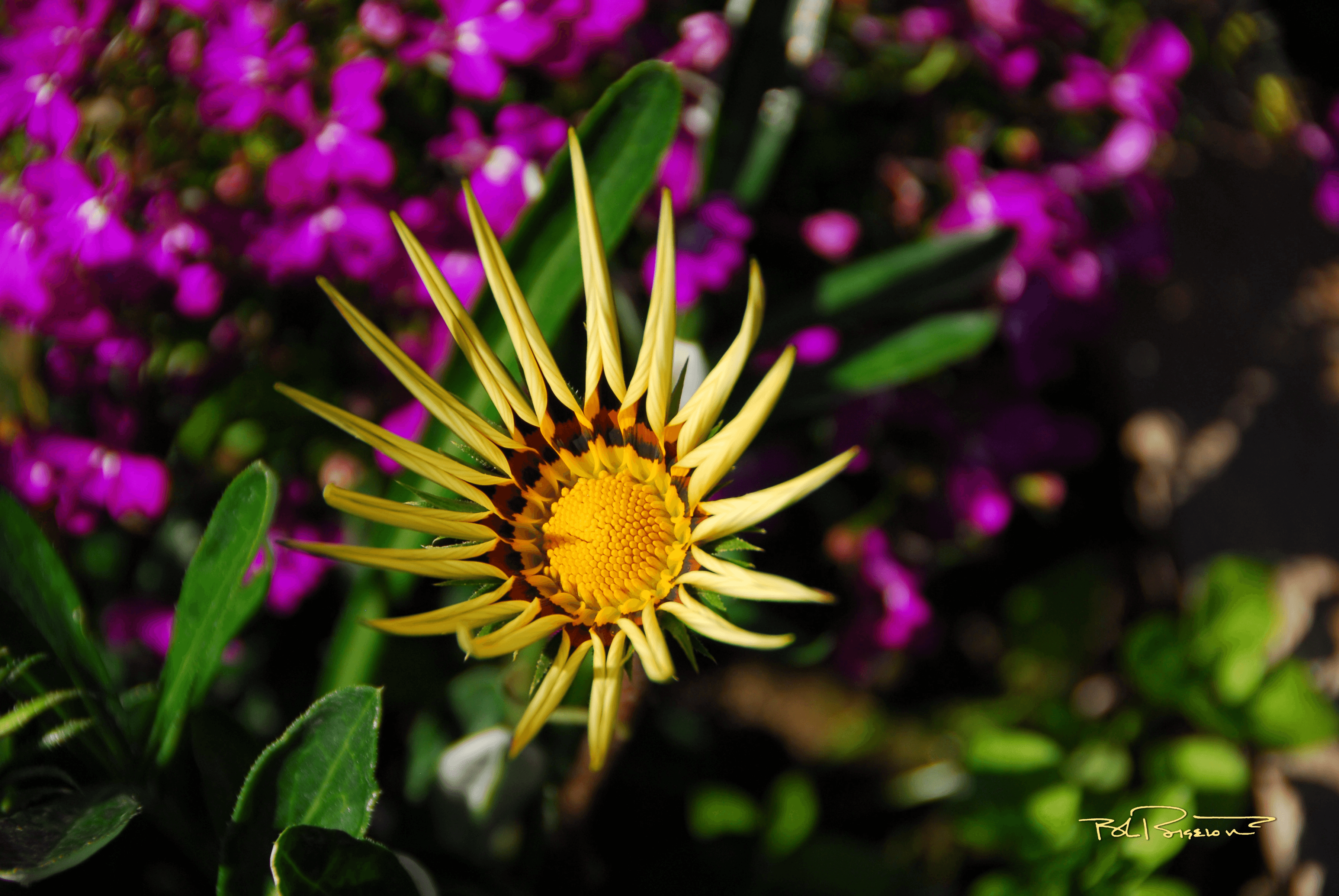 Yellow Flower