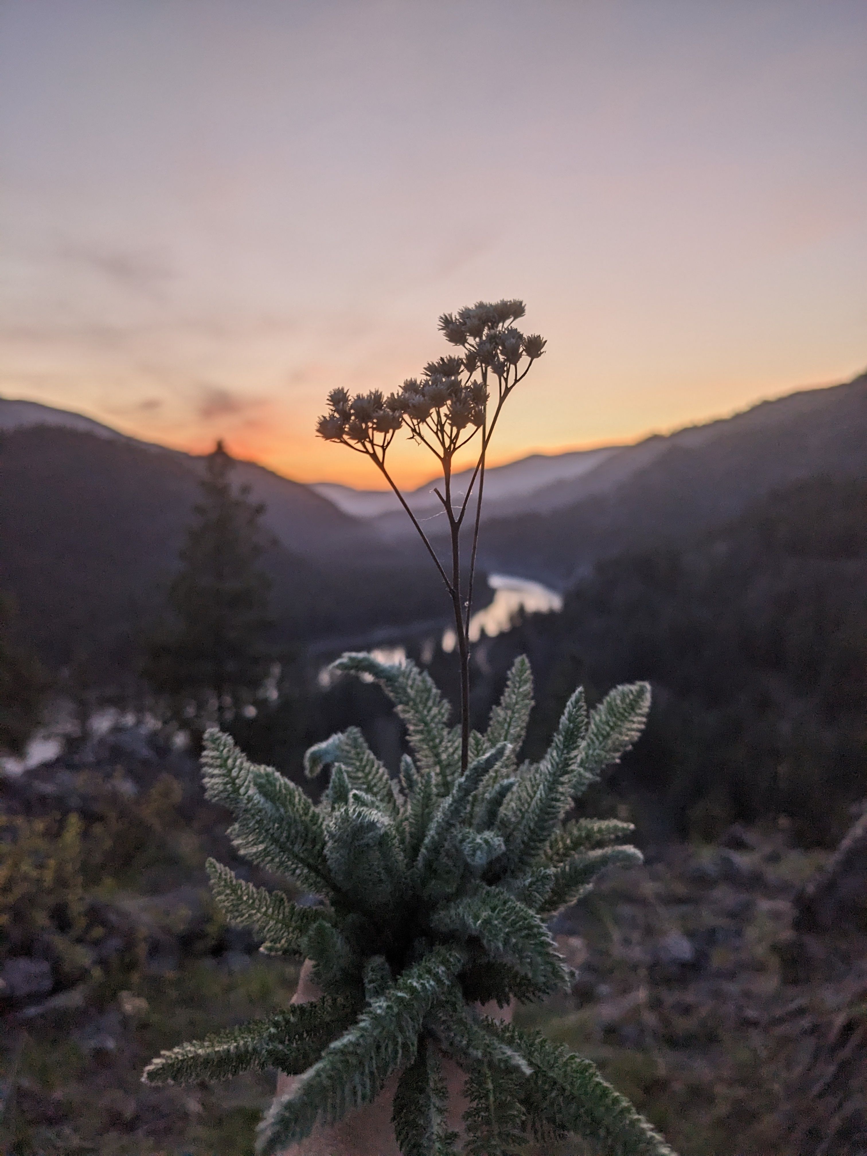 A hand holds a blooming plant in front of a sunset.