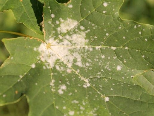 powdery mildew on maple