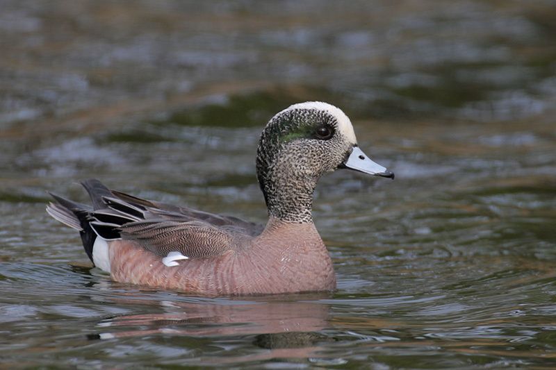 American Wigeon (female)