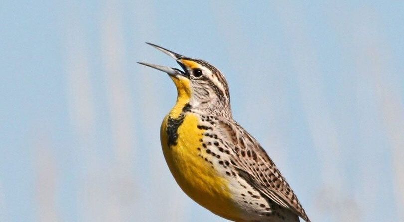 A Western Meadowlark in profile with its bill open, singing, with a blue sky in the background