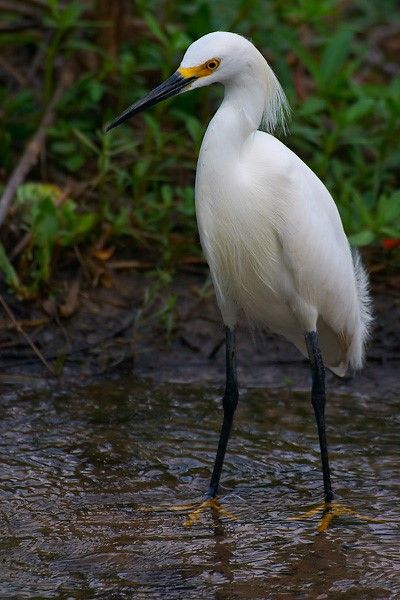 Snowy Egret, Bird Gallery