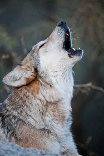 Mexican gray wolf howl