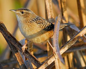 Sedge Wren