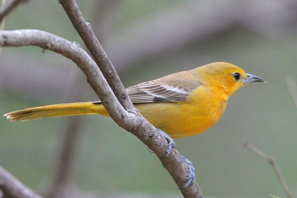 Hooded Oriole