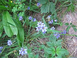 Blue-eyed Grass