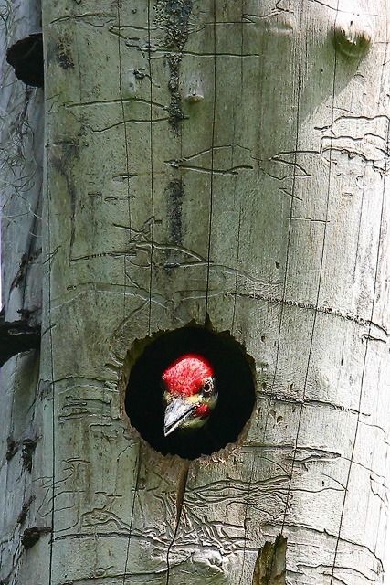 Pileated Woodpecker