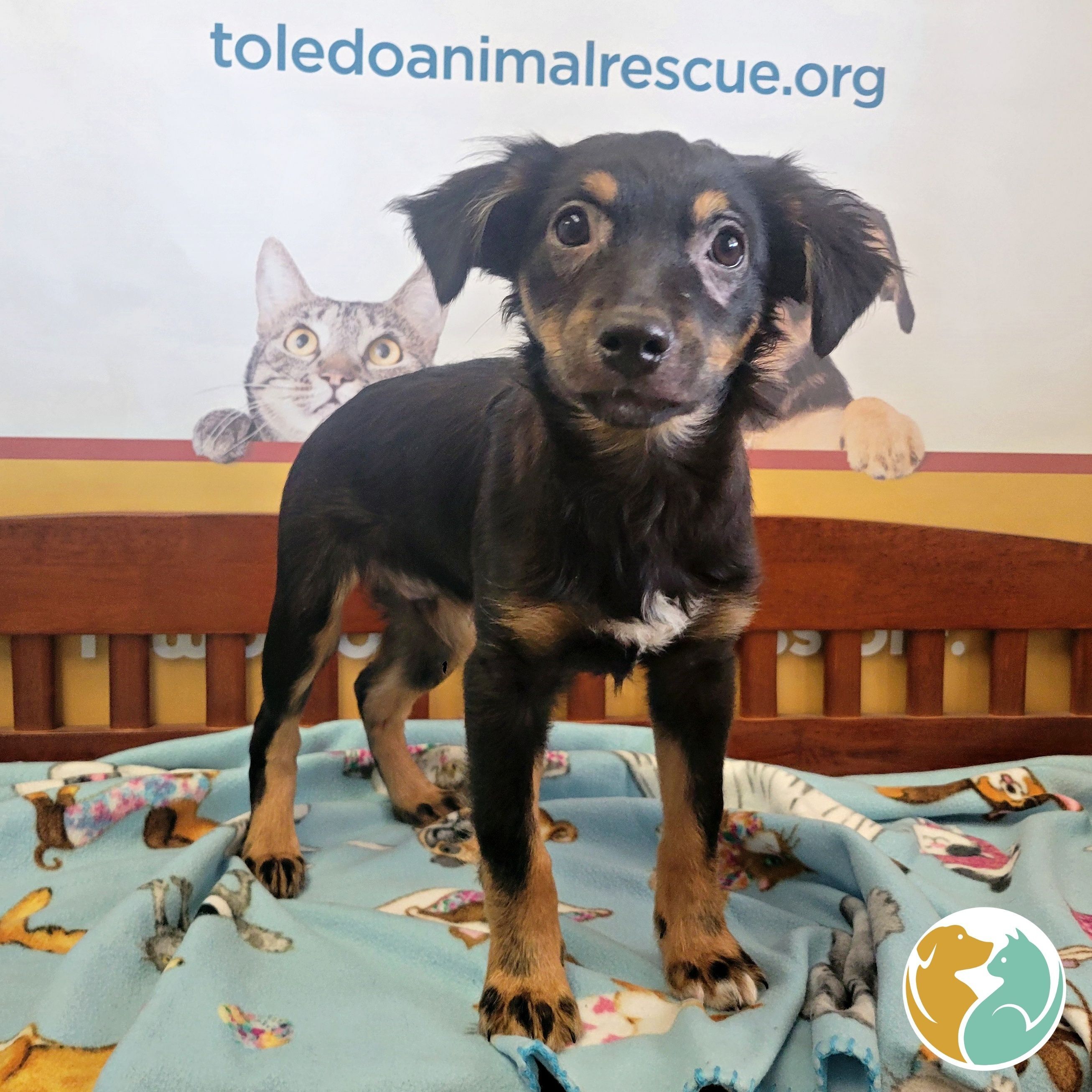 Free Puppies Toledo Ohio - znksdl3