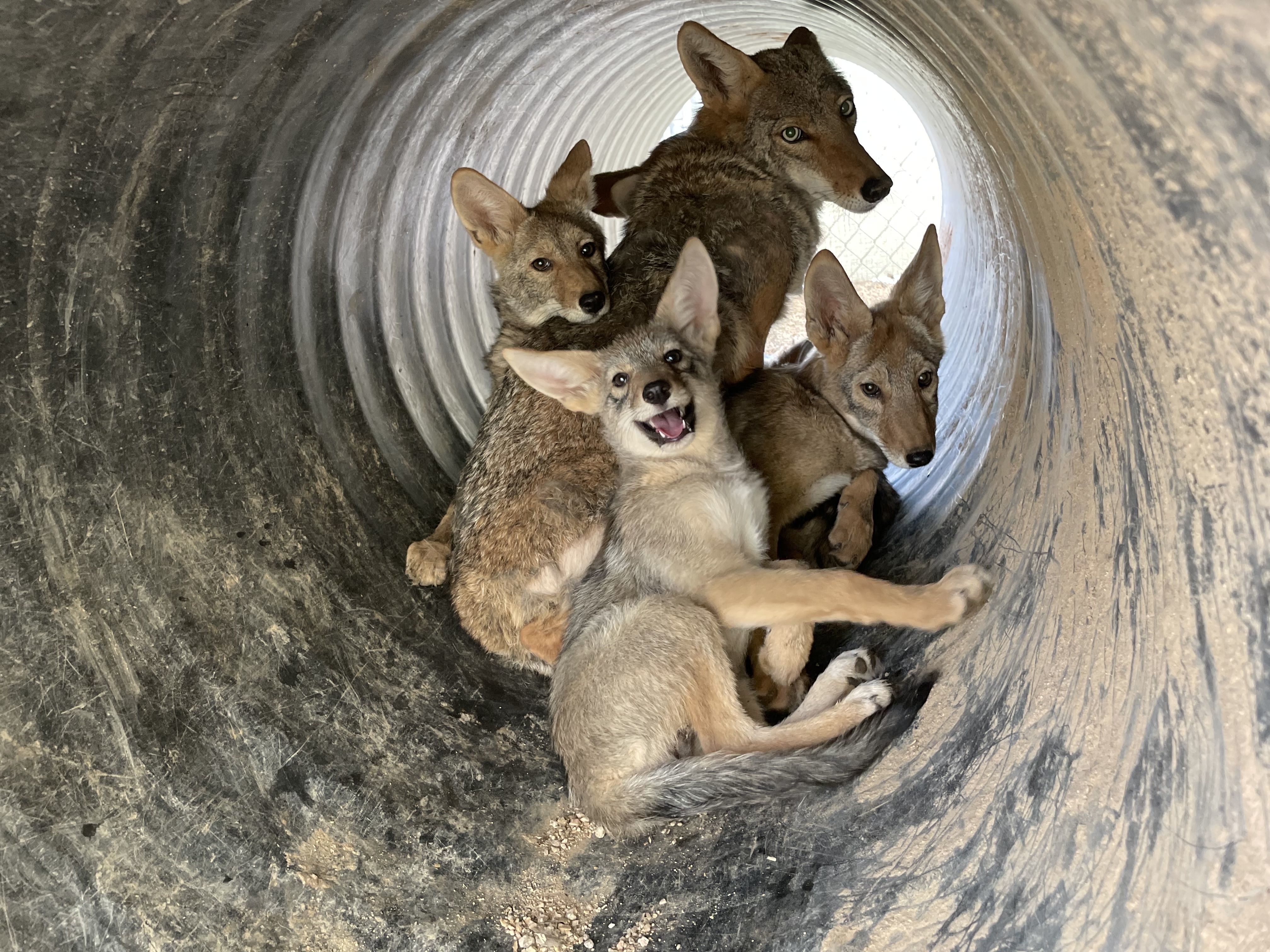 Moon, Coyote Foster Dad, huddles together in a tube with his three foster puppies - teaching them to fear humans and stay wild.