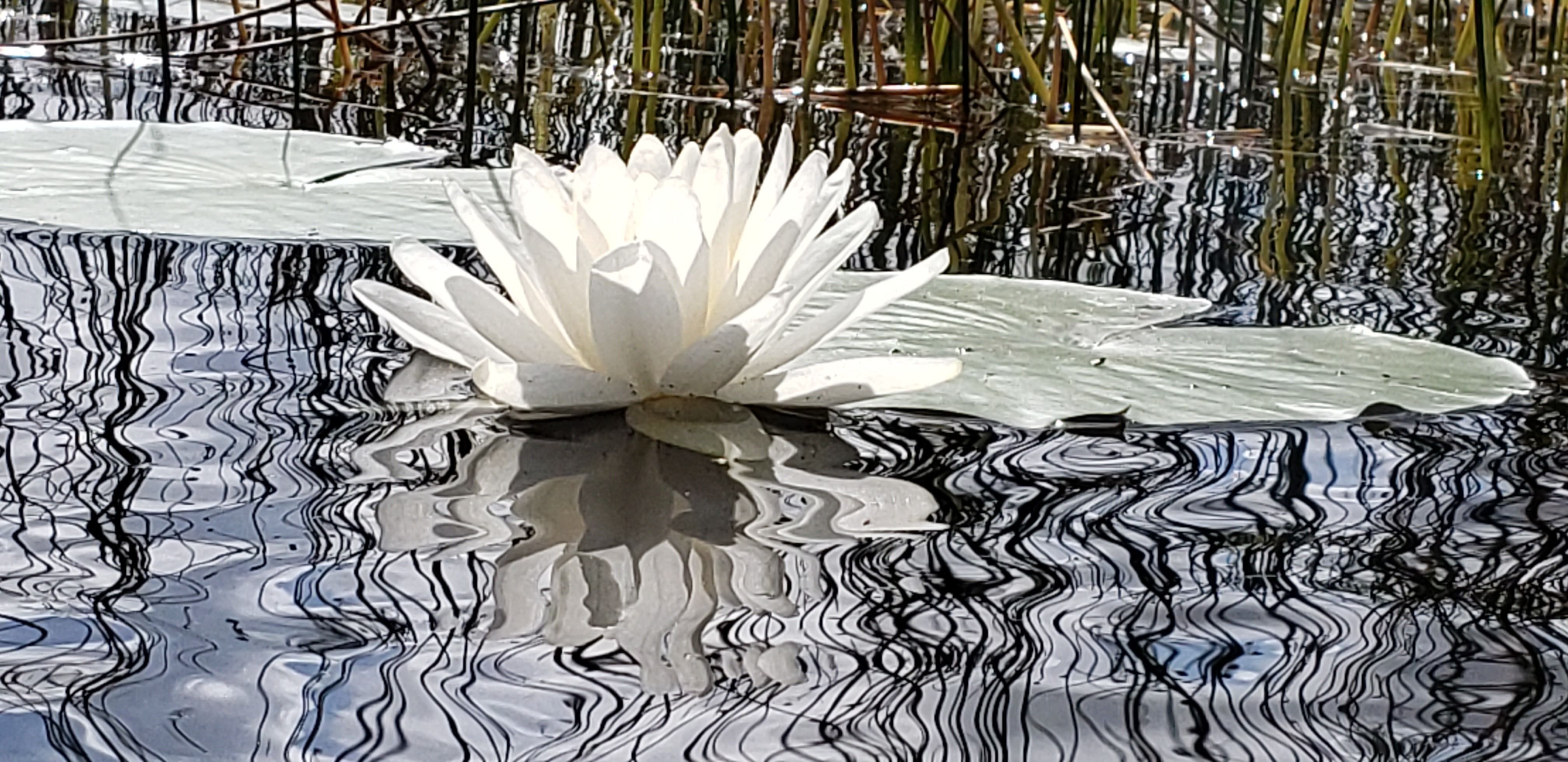 A white water lily is floating on a calm lake surface with lily pads behind it. The lilly is reflected on the surface of the water