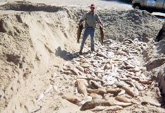 Several dead fish washed up in the sand.