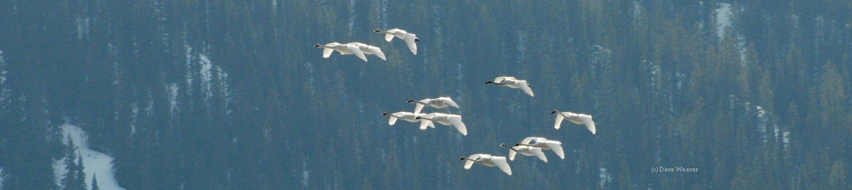 The Trumpeter Swan Society has links to information about Canadian Trumpeter Swans
