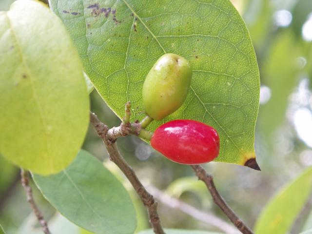 Spicebush - Pack of 25 Seedlings (12"-18")