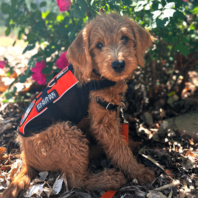 Why Do Service Dogs in Training Have Unique Names?