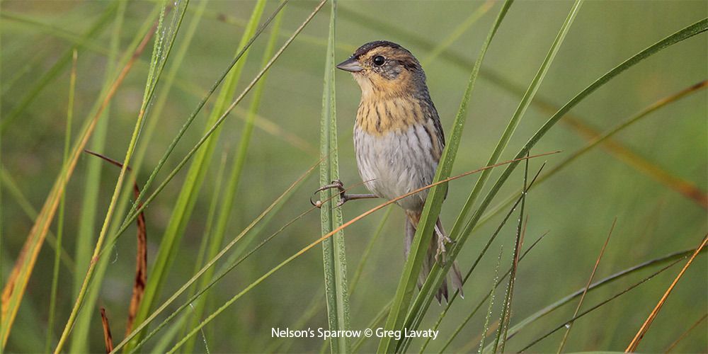 Nelson’s Sparrow