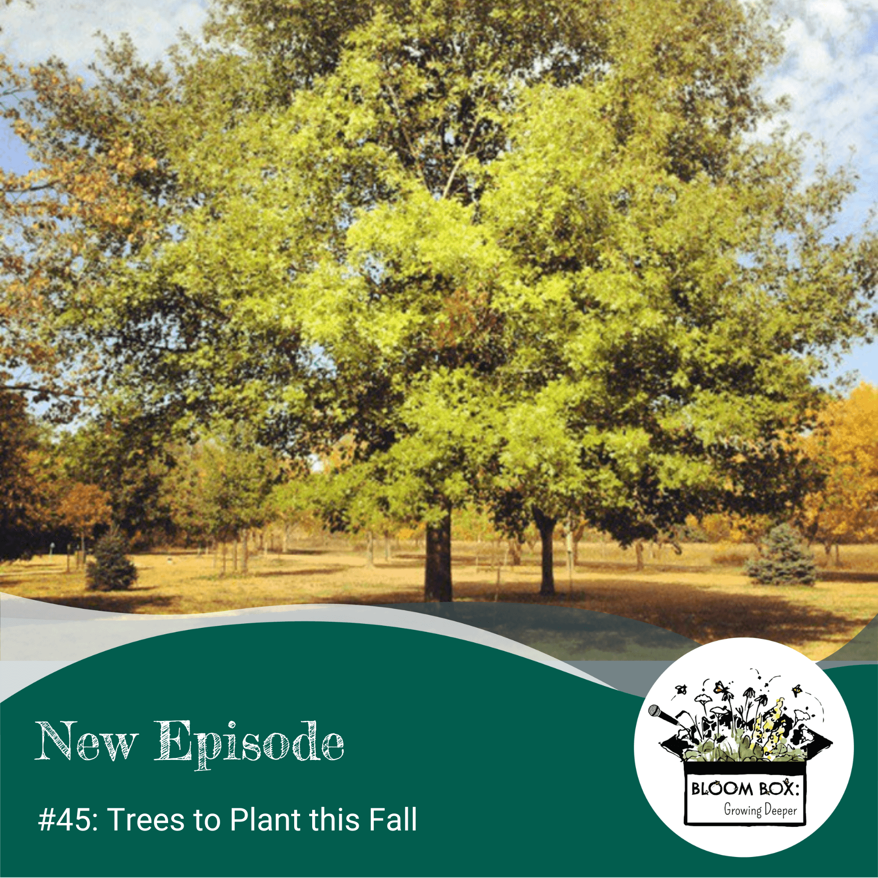 45: Trees to Plant this Fall