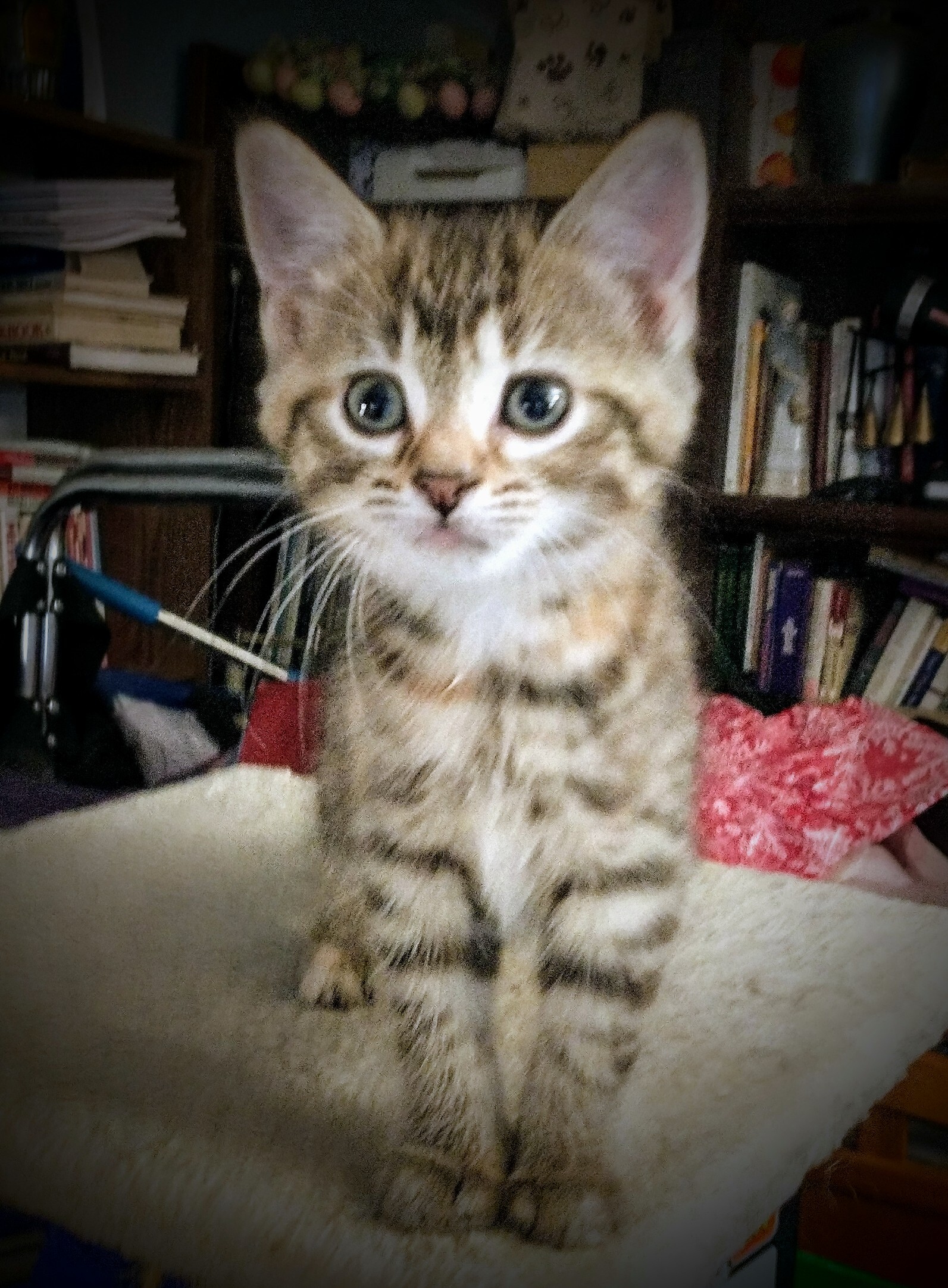 Tallulah - Adoption Pending