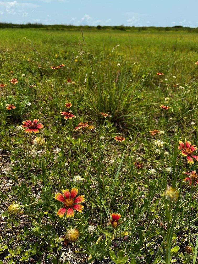 August flowers on last remaining 51 acres of Bolivar Flats to be included in larger 1,000+ acreage already owned by Houston Audubon 