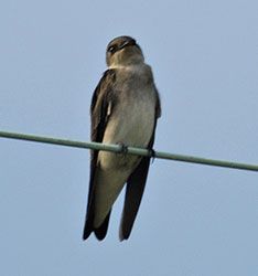 Beak of the Week: Northern Rough-winged Swallow
