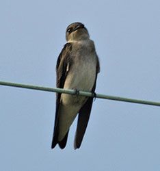 Northern Rough-winged Swallow