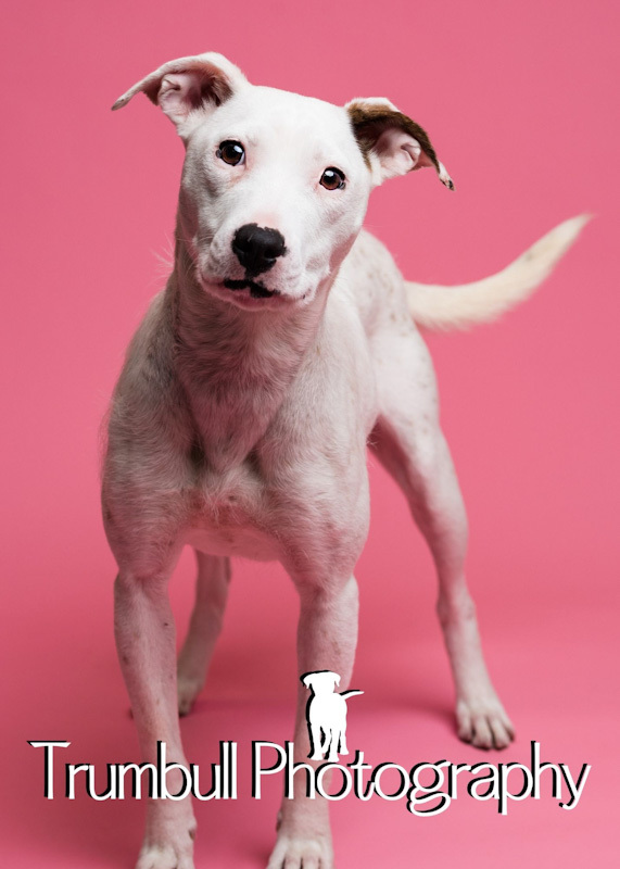 Quinky Dink - ADOPTED