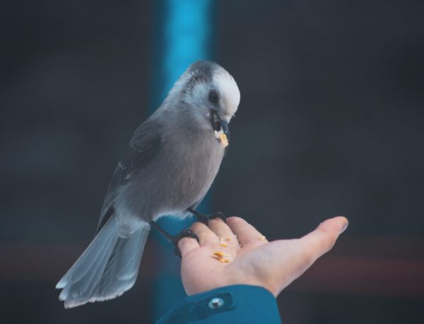 Wild Bird Rescue & Rehab : Found a Bird? : How To Rescue