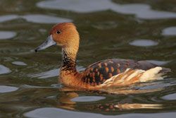 Fulvous Whistling-Duck (adult)