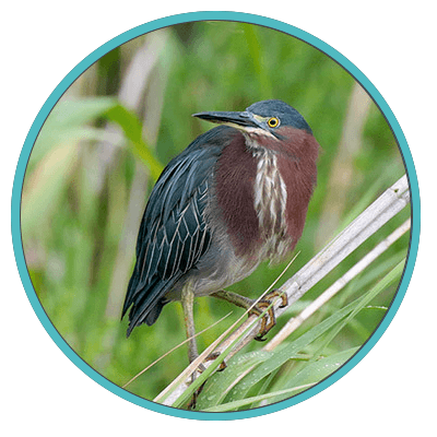 Birding & Bird Cam