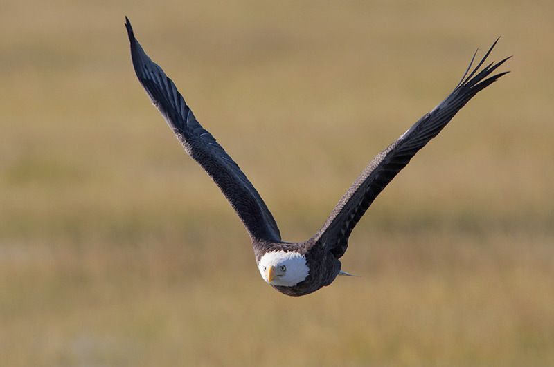 Bald Eagle