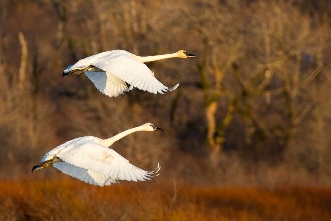 Triumph of the Trumpeter Swans