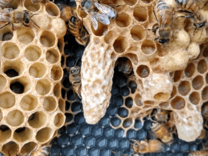 Swarm Season for Honey Bees