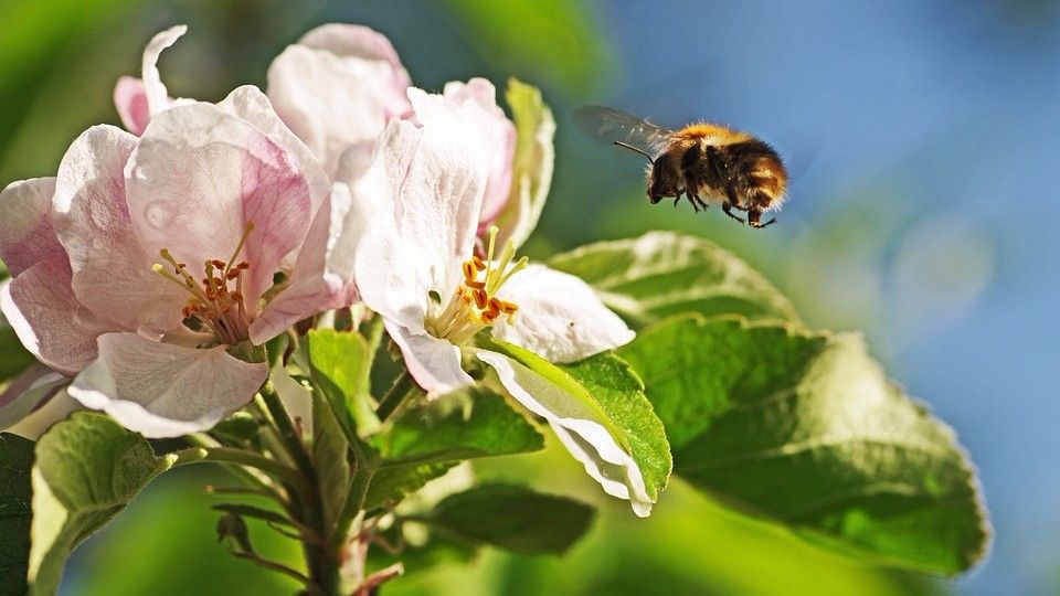 Pollinator Health and Habitat