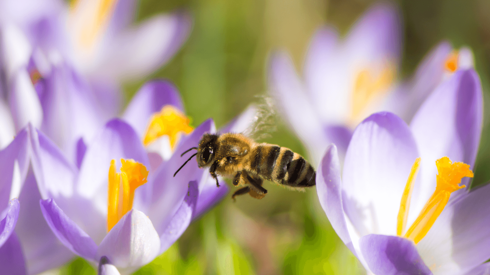 A honeybee flies above some purple and yellow flowers 