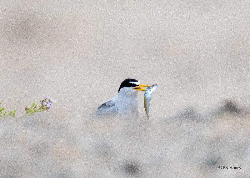 CA Least Tern with fish, photo by Ed Henry. 