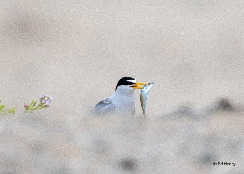 Small Fish, Big Deal: Our Advocates Help Achieve Major Win for Forage Fish