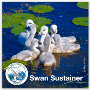 Become a monthly Swan Sustainer and receive this exclusive TTSS swan magnet