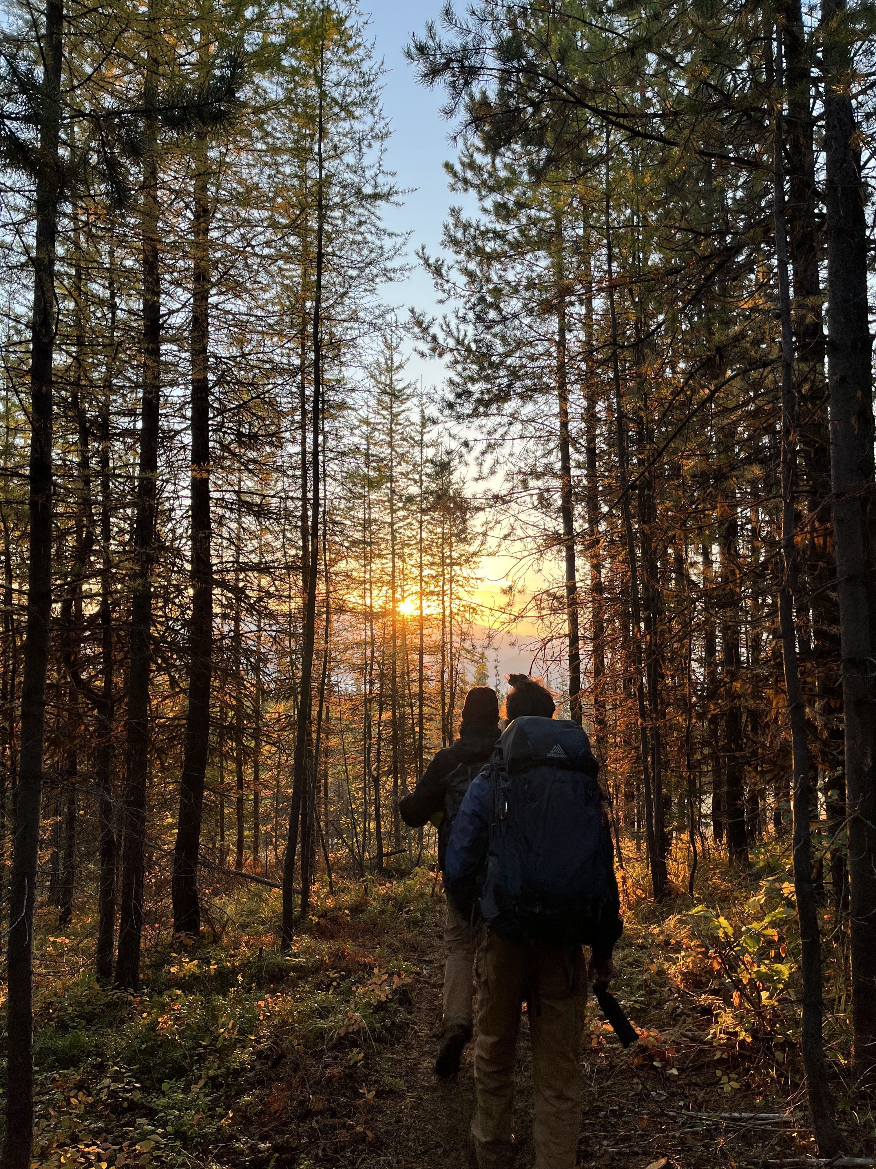 A crew walks among a stand of tall trees, with the sun streaming through ahead of them.