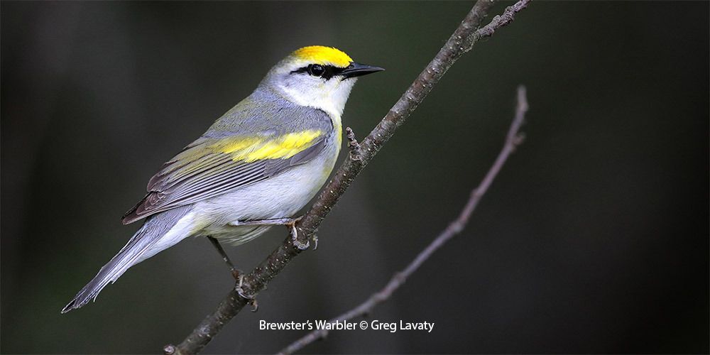 Brewster's Warbler 