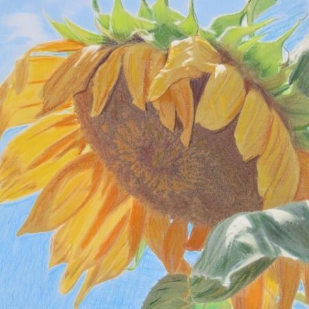 Sunflower Colored Pencil Workshop