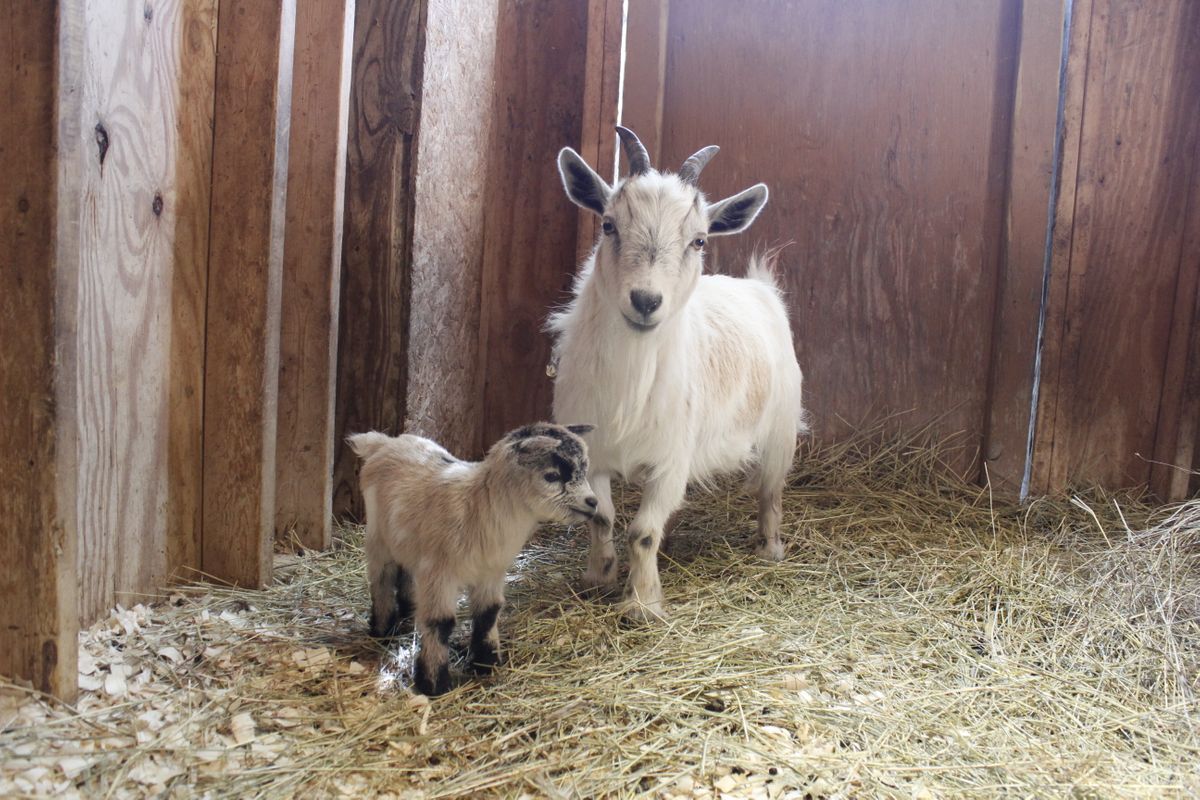 Pygmy Goat